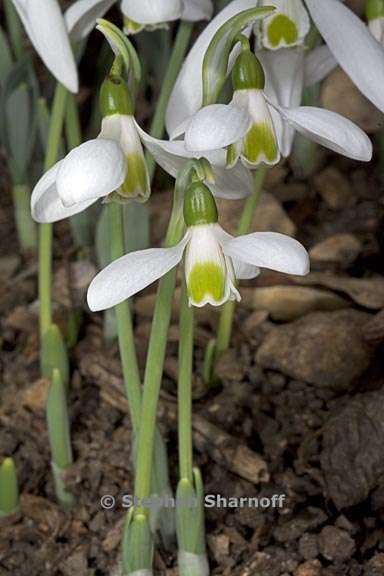 galanthus elwesii 4 graphic